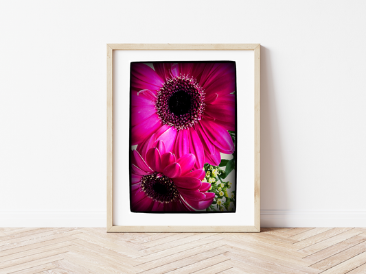 Gerbera