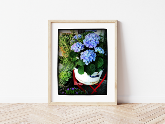 Hortensie blau
