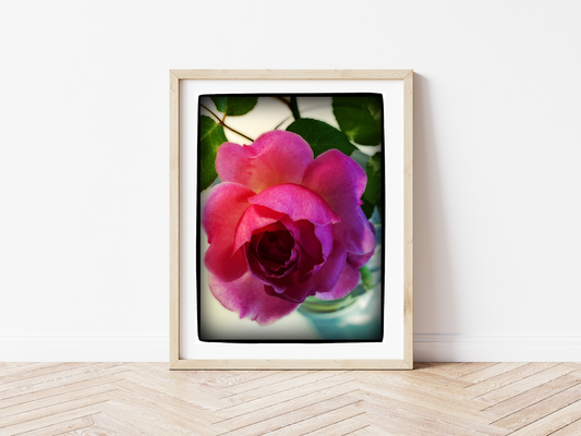 Rose II